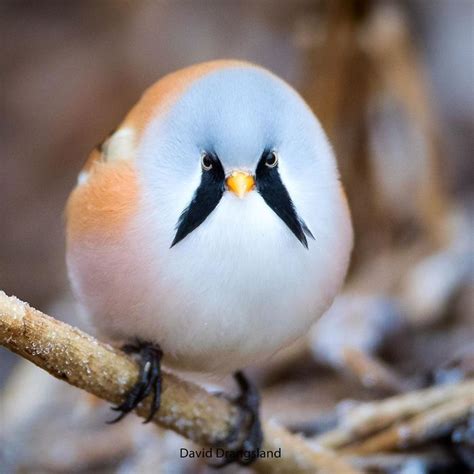 燕子睡覺|燕子睡覺太可愛了 super cute birds